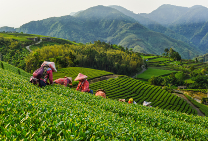 Discover The Distinctive Flavours Of Oolong Tea